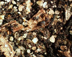 Organic Soil